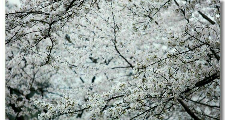 又是一年樱桃花开烂漫时(图10)