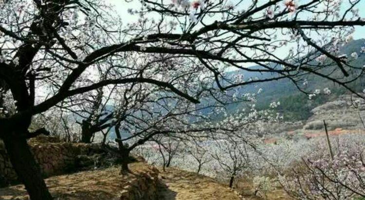 又是一年樱桃花开烂漫时(图11)