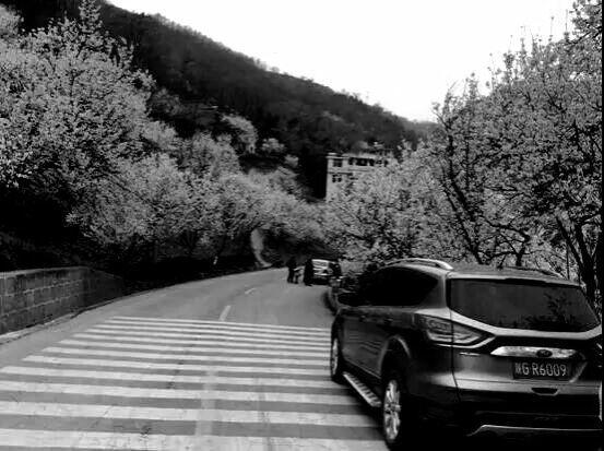 又是一年樱桃花开烂漫时(图12)