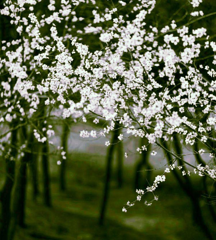 又是一年樱桃花开烂漫时(图13)