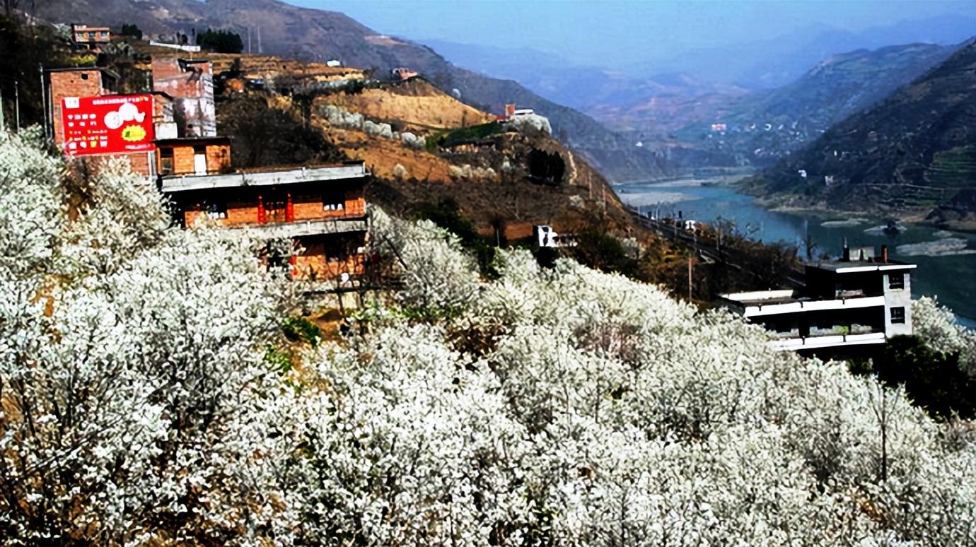 又是一年樱桃花开烂漫时(图14)