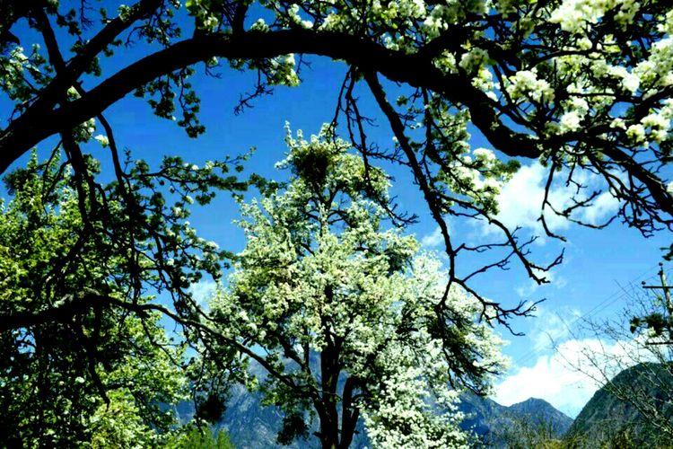 又是一年樱桃花开烂漫时(图15)