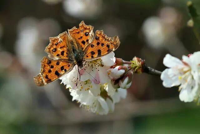 又是一年樱桃花开烂漫时(图16)