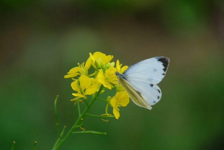 又是一年樱桃花开烂漫时(图17)