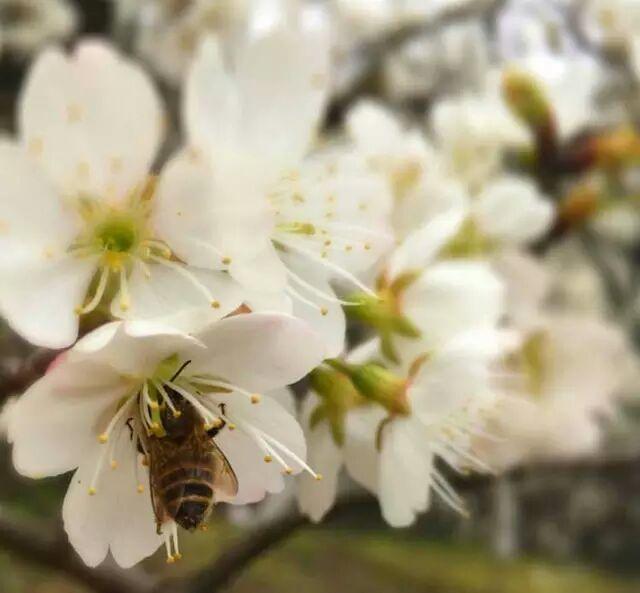 又是一年樱桃花开烂漫时(图18)