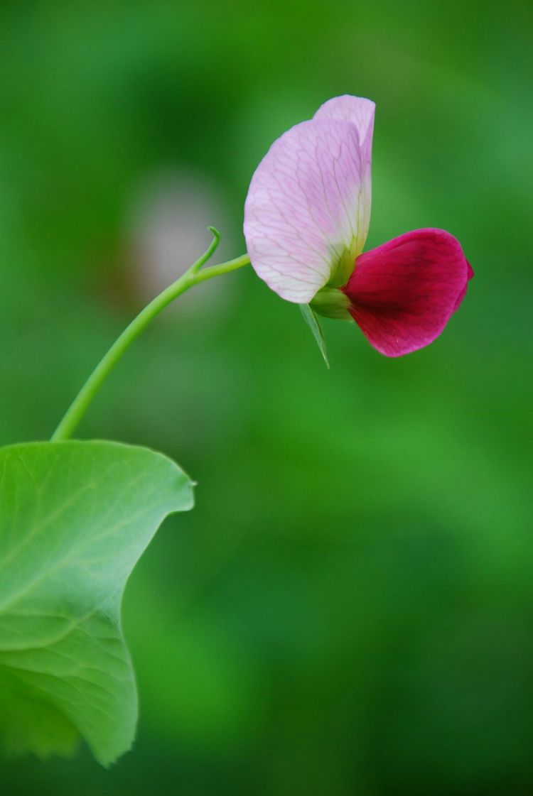 又是一年樱桃花开烂漫时(图19)