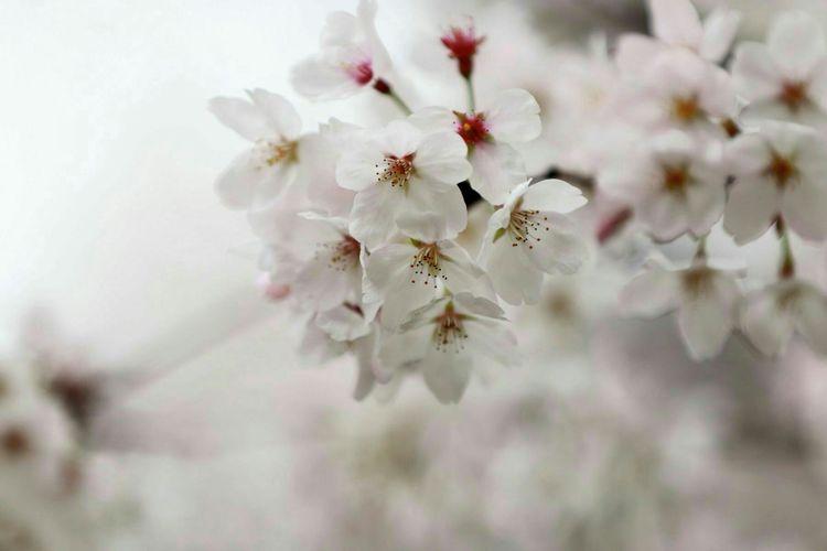 又是一年樱桃花开烂漫时(图20)