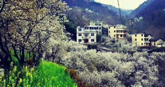 又是一年樱桃花开烂漫时(图21)