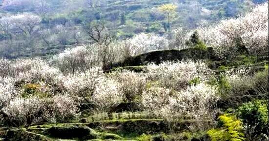 又是一年樱桃花开烂漫时(图22)