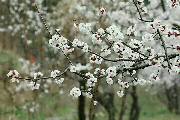 又是一年樱桃花开烂漫时(图24)