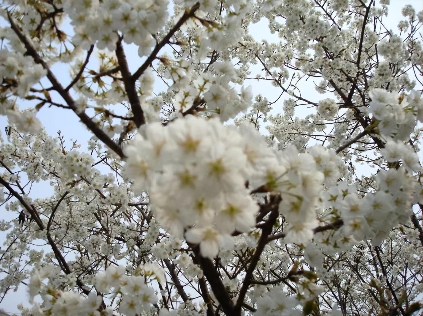 又是一年樱桃花开烂漫时(图25)