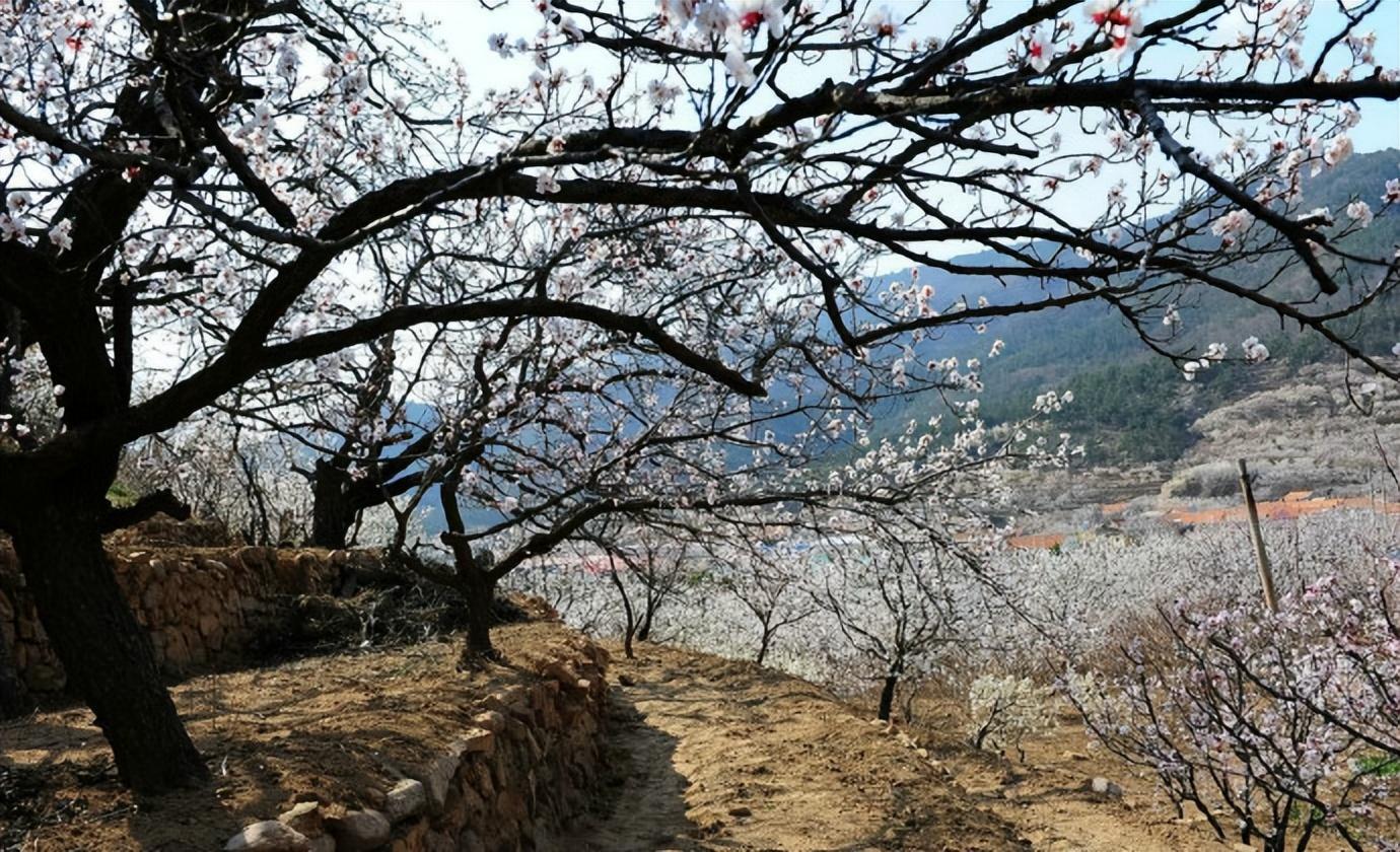 又是一年樱桃花开烂漫时(图26)