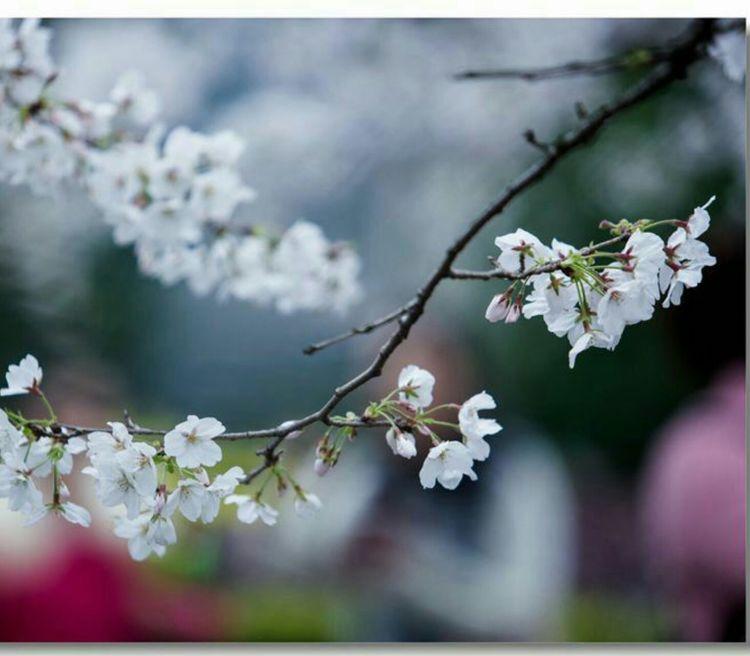 又是一年樱桃花开烂漫时(图28)