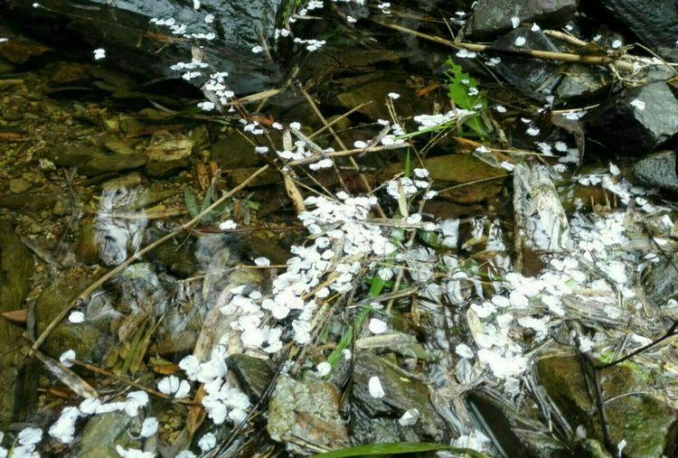 又是一年樱桃花开烂漫时(图30)