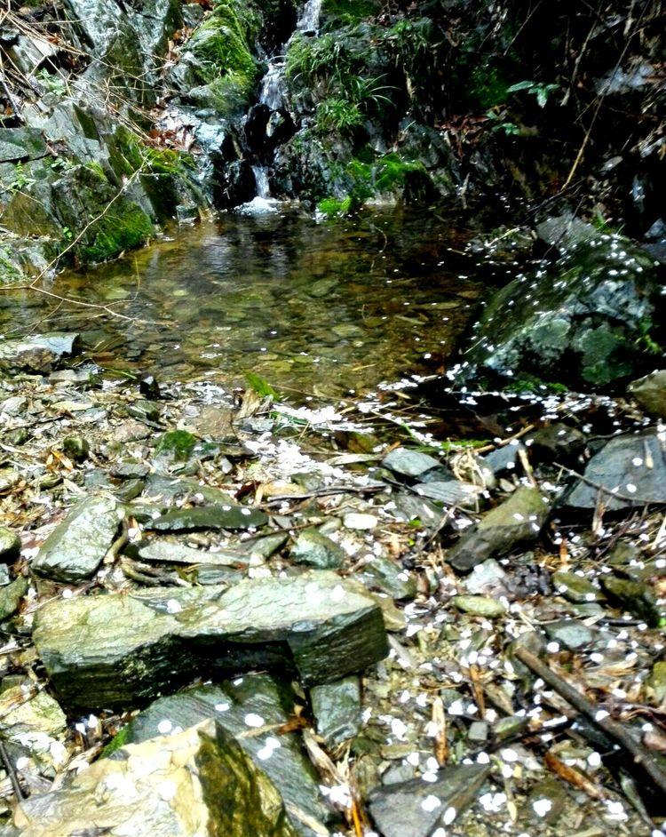 又是一年樱桃花开烂漫时(图31)