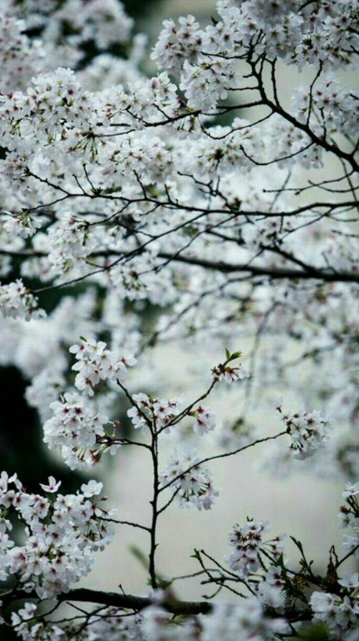 又是一年樱桃花开烂漫时(图32)