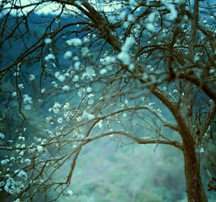 又是一年樱桃花开烂漫时(图33)