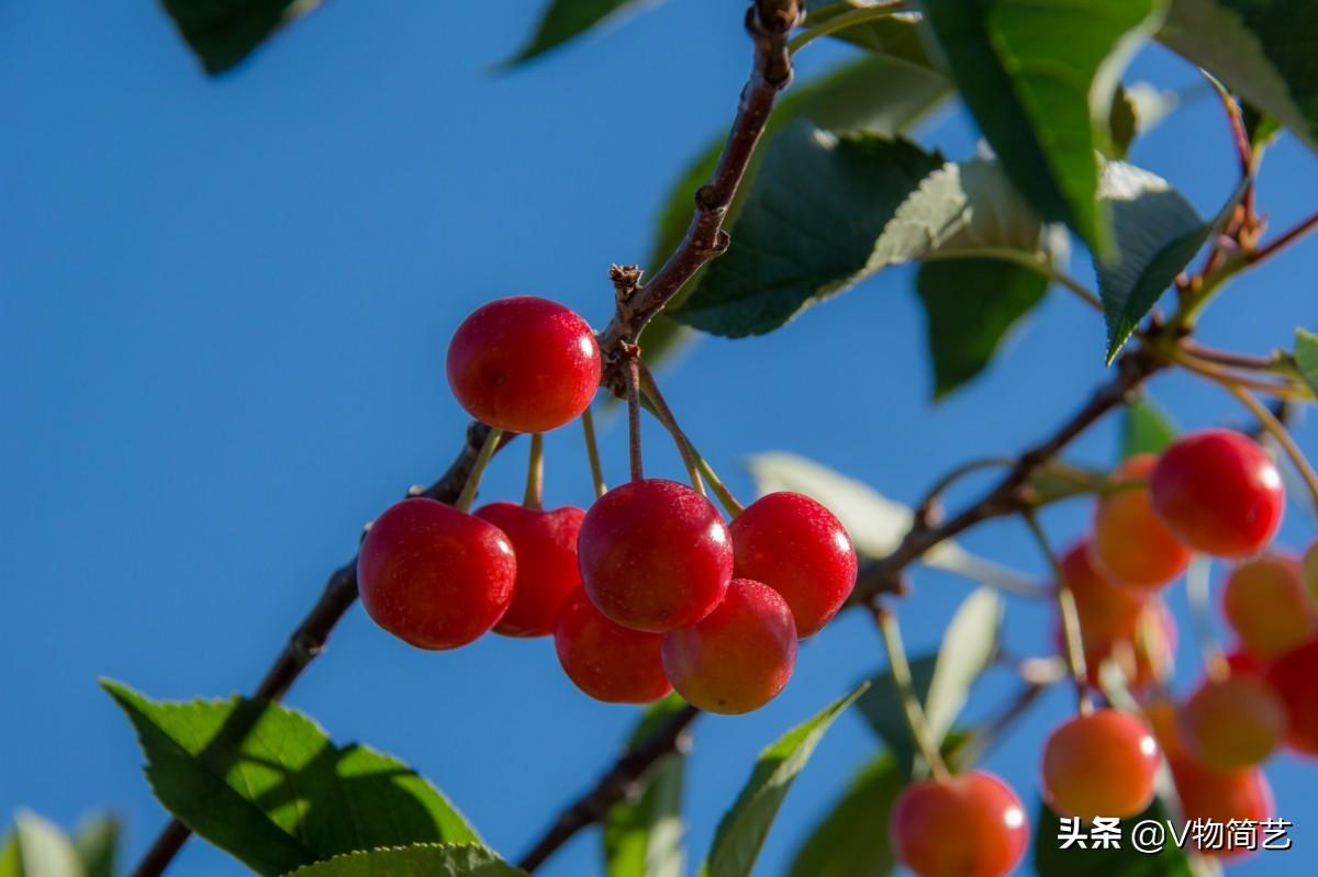 有关描写樱桃的古风句子，值得收藏(图4)