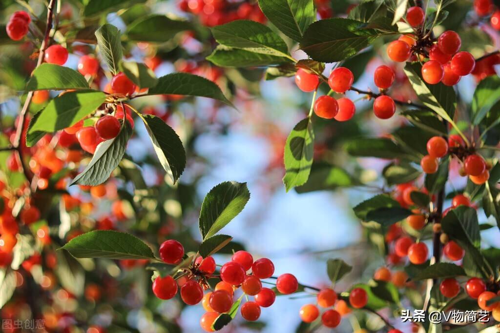 有关描写樱桃的古风句子，值得收藏(图10)