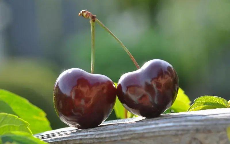 樱桃的浪漫句子：樱桃之恋，绽放浪漫的芳华(图4)