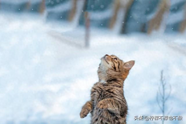 天冷心暖，愿你安然度寒冬：朋友圈温馨问候语(图1)