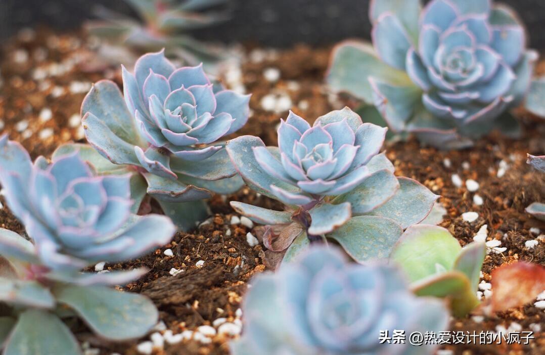 心情语录 / 大胆做自己，勿盲从(图3)