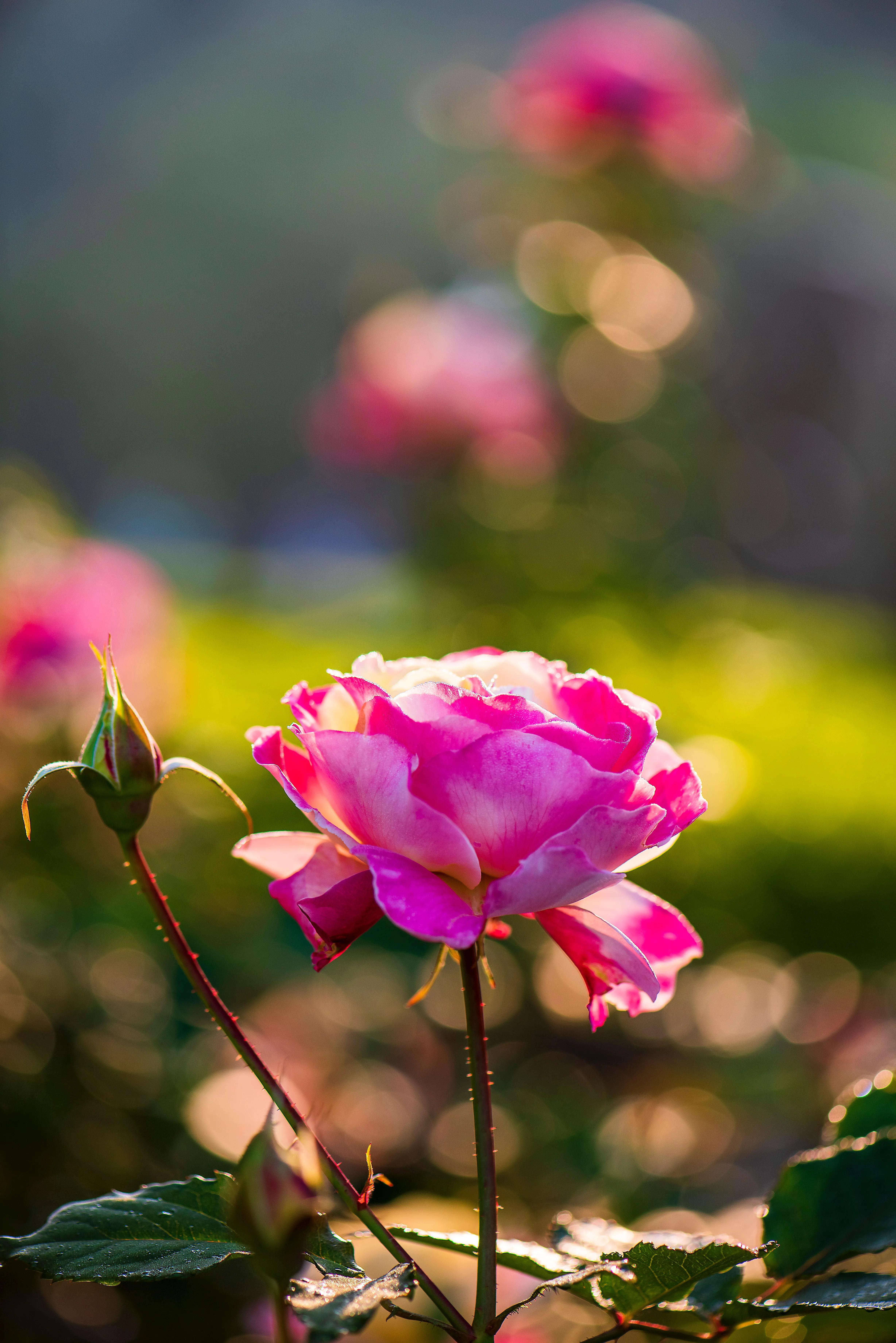 玫瑰花语录 感谢欣赏(图1)