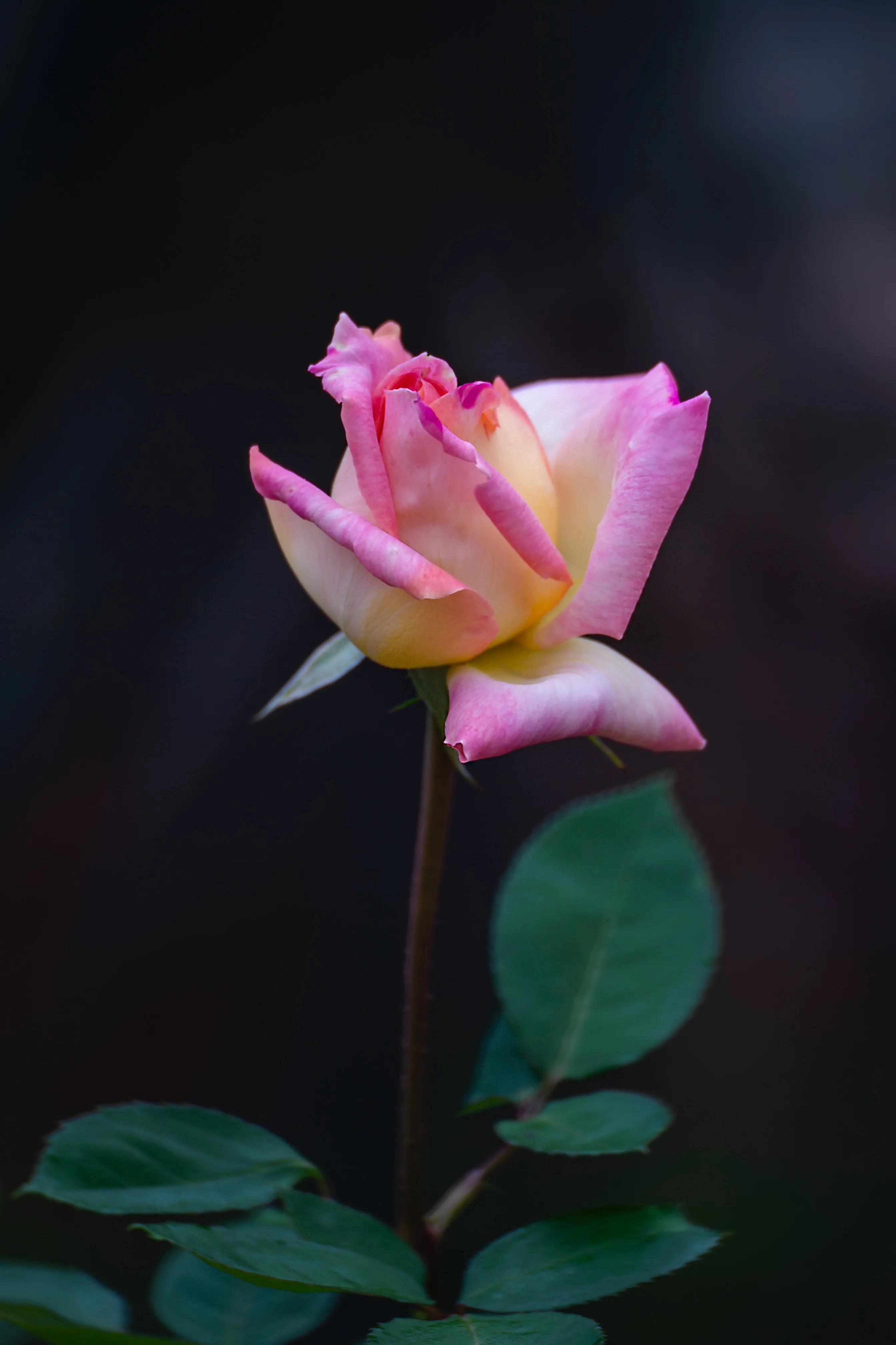 玫瑰花语录 感谢欣赏(图3)