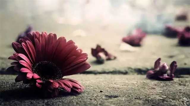 最美最简短三行表白情诗，哪一首触动了你的心弦？(图1)