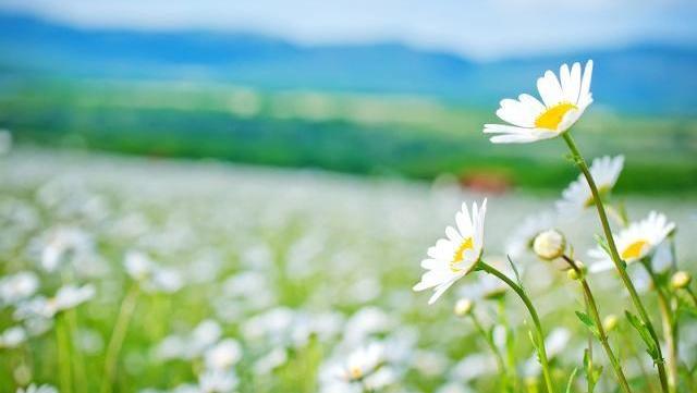 24首三行情诗：适合发朋友圈，为你的人气加点古风韵味(图1)