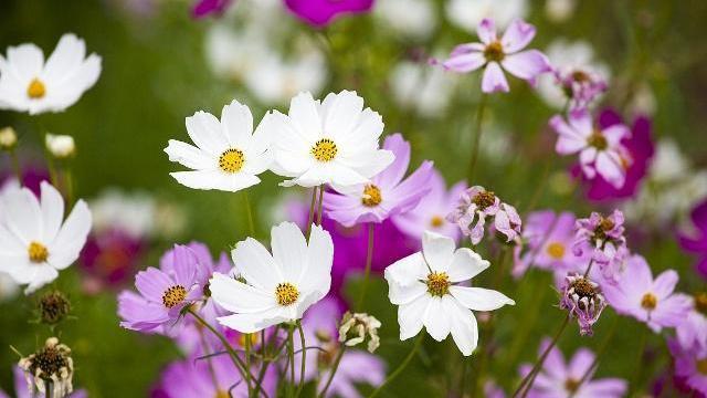 24首三行情诗：适合发朋友圈，为你的人气加点古风韵味(图2)