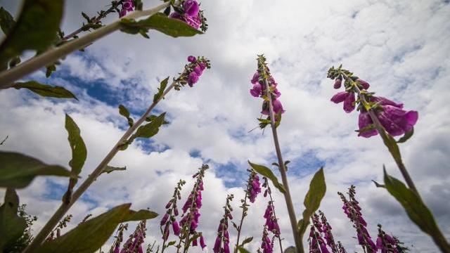 24首三行情诗：适合发朋友圈，为你的人气加点古风韵味(图5)