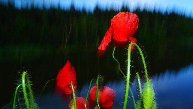 24首三行情诗：适合发朋友圈，为你的人气加点古风韵味(图7)