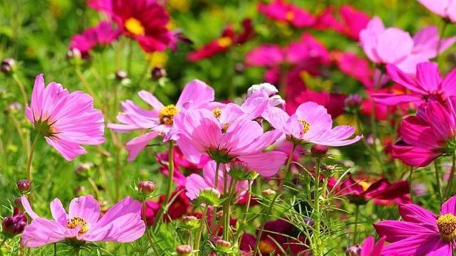 24首三行情诗：适合发朋友圈，为你的人气加点古风韵味(图8)