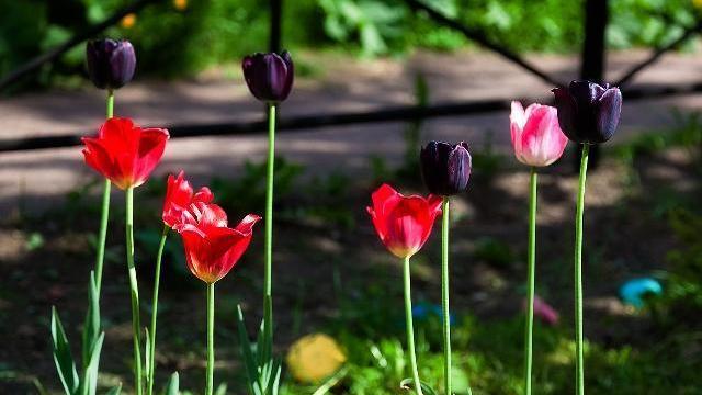 24首三行情诗：适合发朋友圈，为你的人气加点古风韵味(图9)