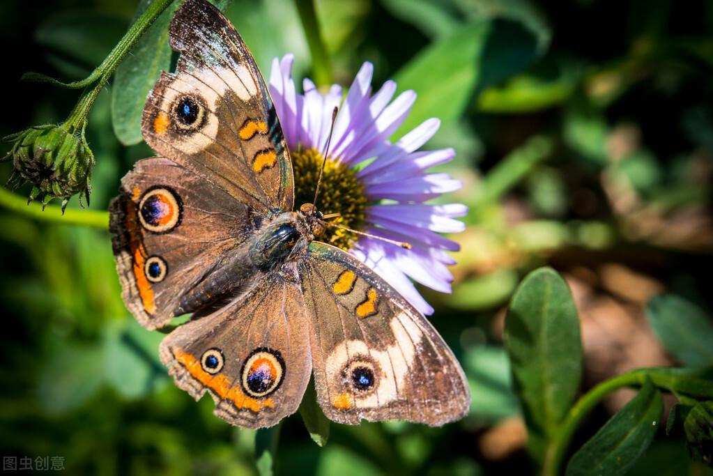 前世，我是一只蝴蝶，不断挣破丝茧的束缚，只为今生能与你相遇(图3)
