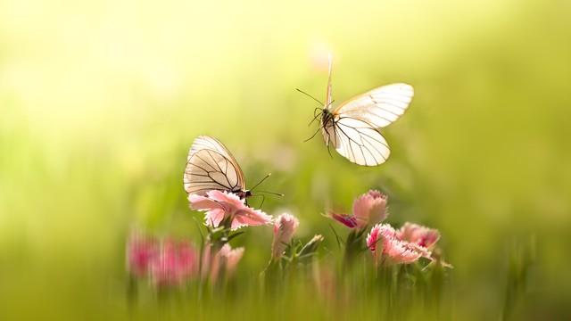 我是一只飞越沧海慕渴你的蝶(图1)