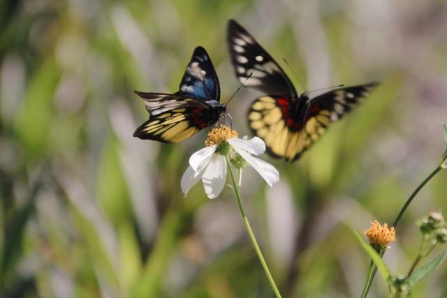 我是一只飞越沧海慕渴你的蝶(图2)