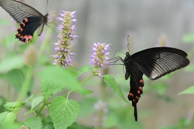 我是一只飞越沧海慕渴你的蝶(图3)