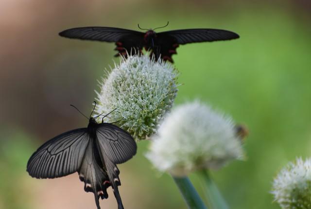 我是一只飞越沧海慕渴你的蝶(图4)