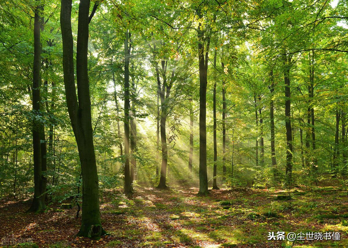 一位隐居世外的高人，写了一首很有哲理的诗，短短的几句意境高远(图6)