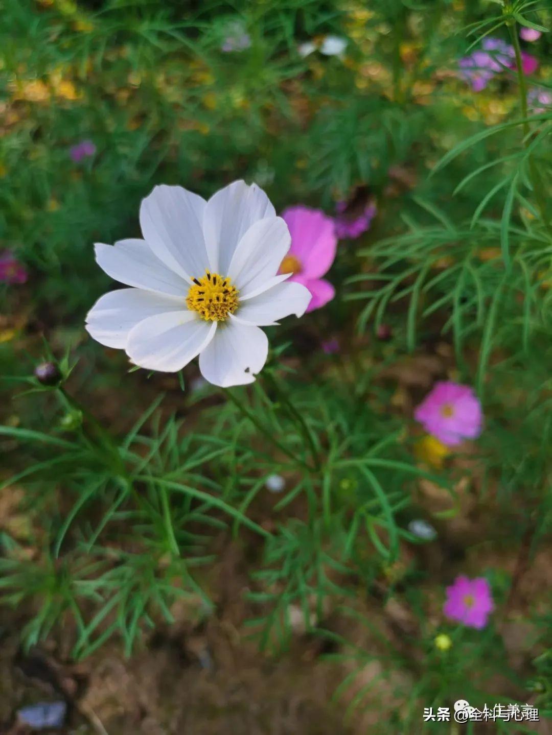 八字励志格言短句，座右铭简短霸气(图4)