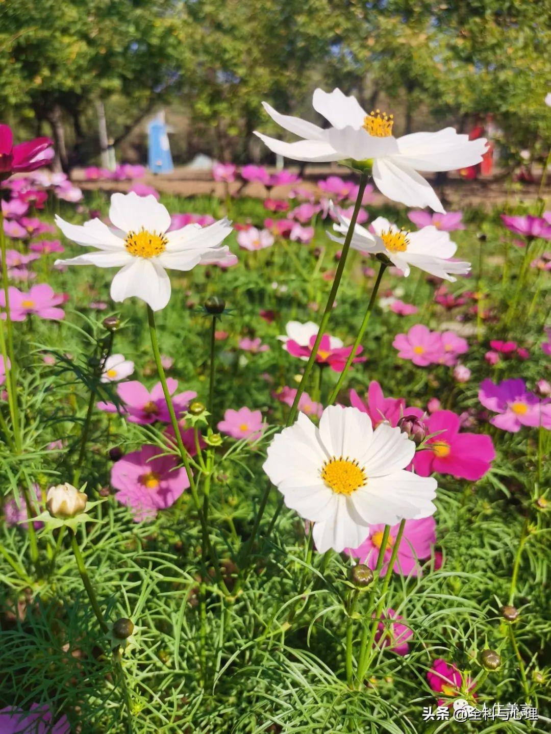 八字励志格言短句，座右铭简短霸气(图5)