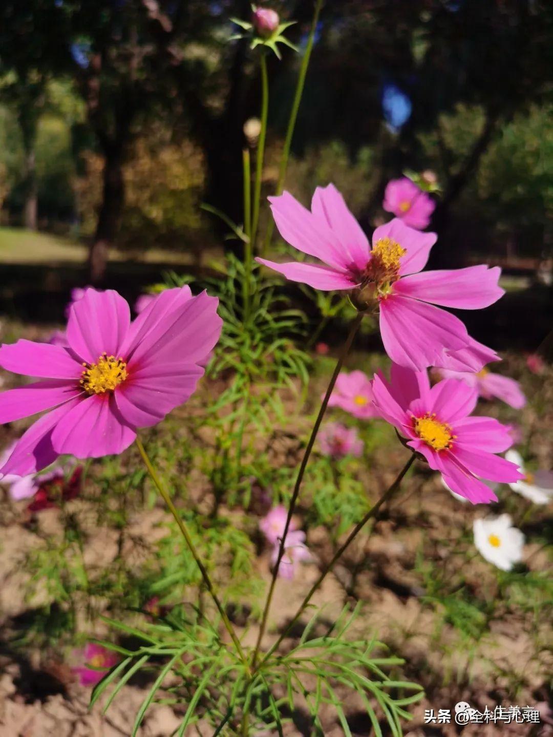 八字励志格言短句，座右铭简短霸气(图7)