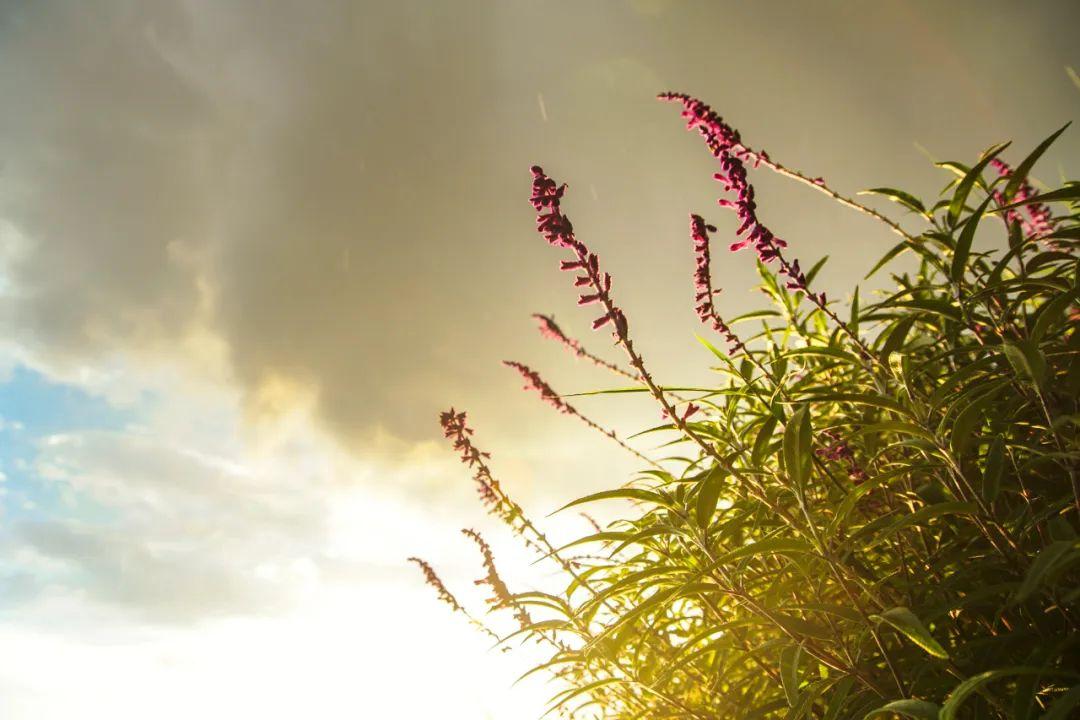 美到极致的八字短句，句句经典(图3)