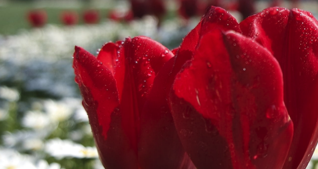 一路走好天堂安息短句 沉痛悼念的句子这样说(图1)