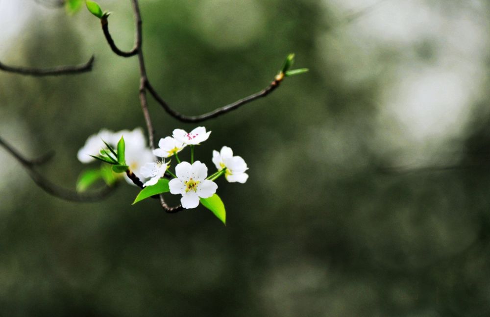 八句人生诗词，参悟十年青春，含泪一读再读。(图2)