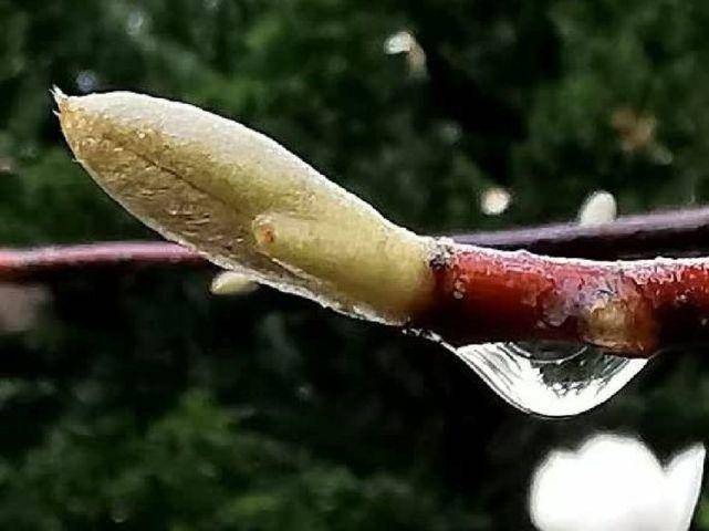 春之韵｜春雨催春芽（诗词十一首）(图1)