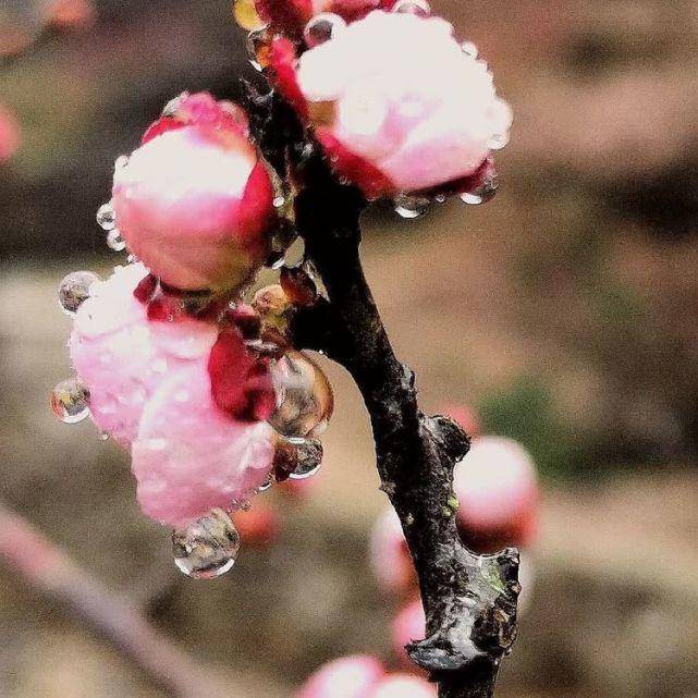 春之韵｜春雨催春芽（诗词十一首）(图2)