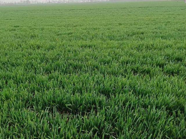 春之韵｜春雨催春芽（诗词十一首）(图3)